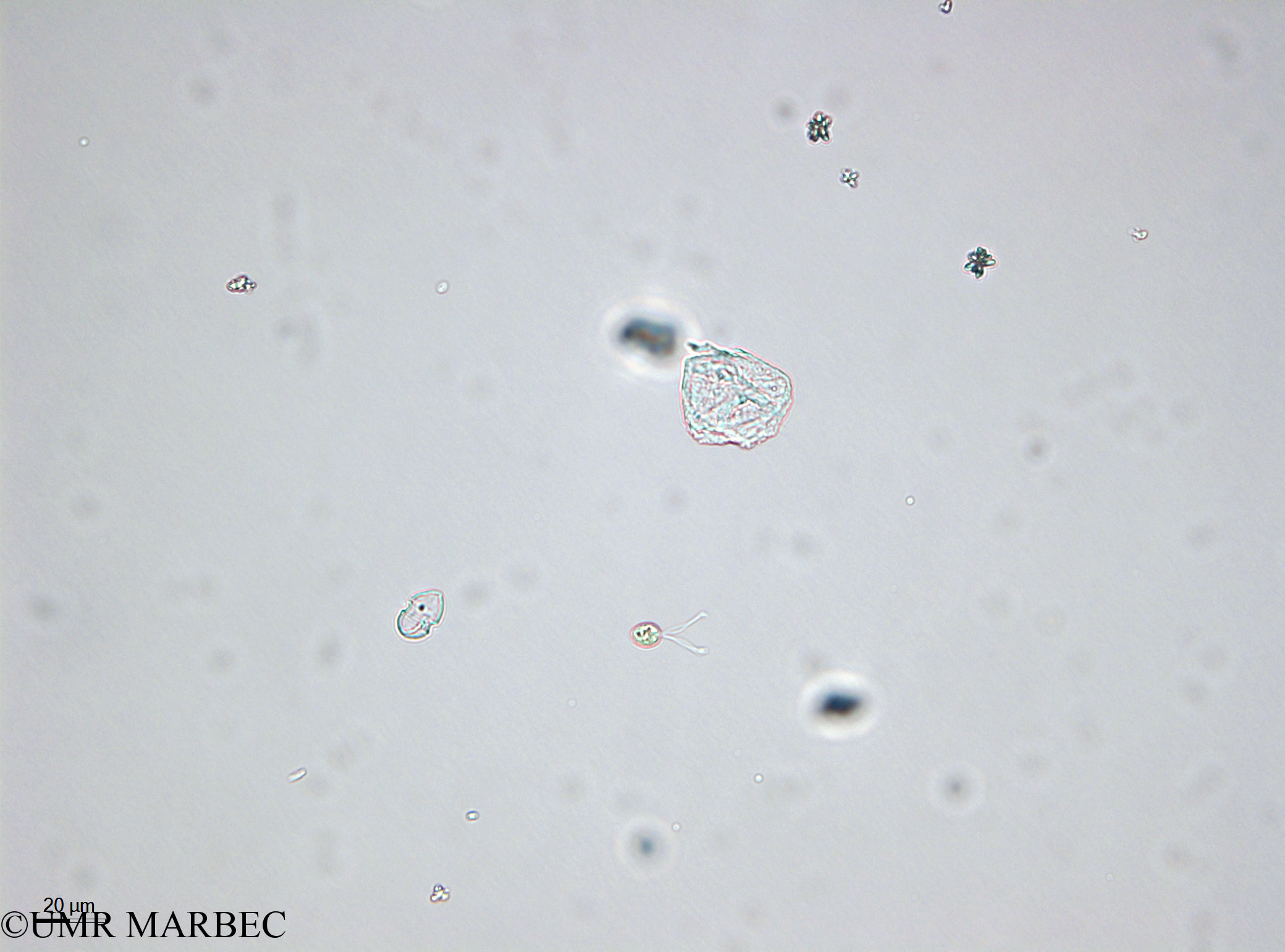 phyto/Bizerte/bizerte_bay/RISCO April 2014/Nanoflagellé 13 (Prasinophyceae - 140729_001_ovl)(copy).jpg
